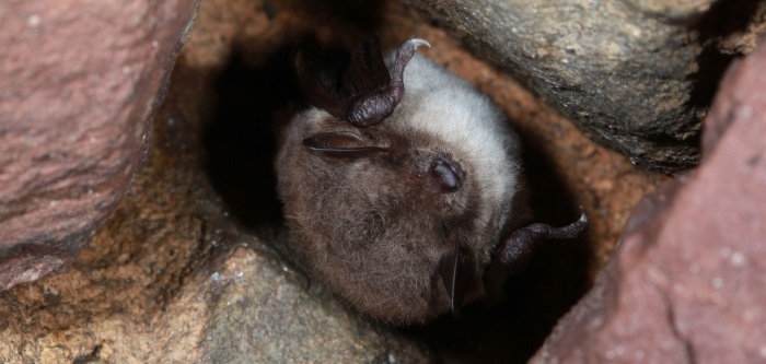 Teichfledermaus im Winterquartier